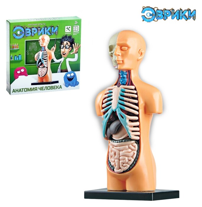 Научный опыт Анатомия человека  Эврики