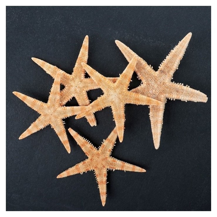 Набор из 5 морских звезд, размер каждой 3-5 см