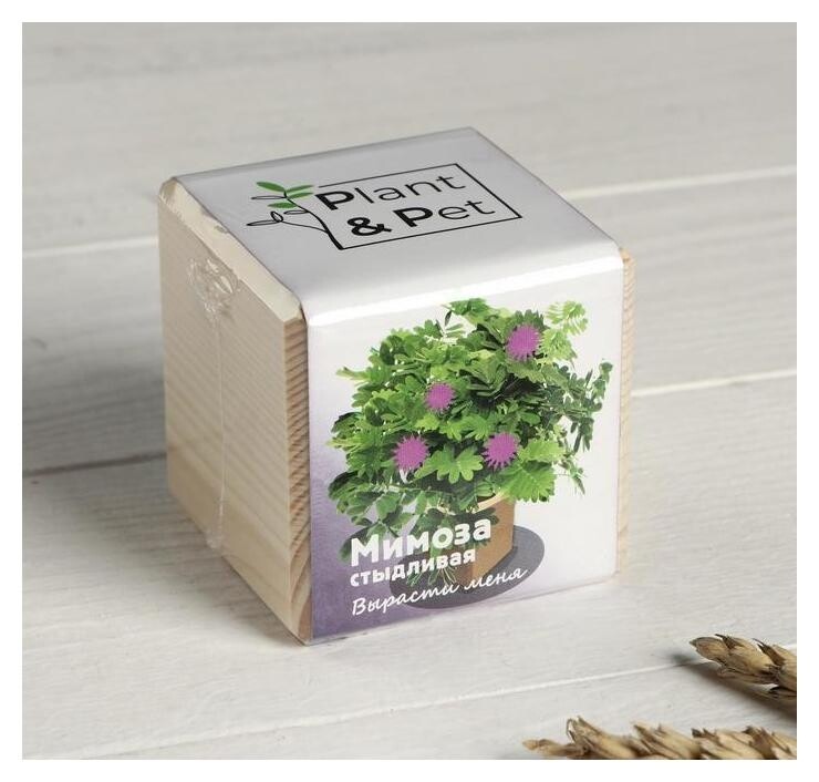 Набор для выращивания P&P "Мимоза стыдливая" 