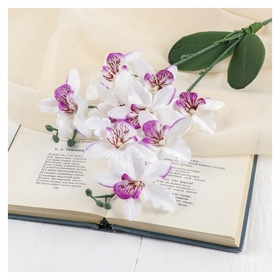 Цветы искусственные Орхидея фаленопсис мультифлора, цвет белый/сиреневый 