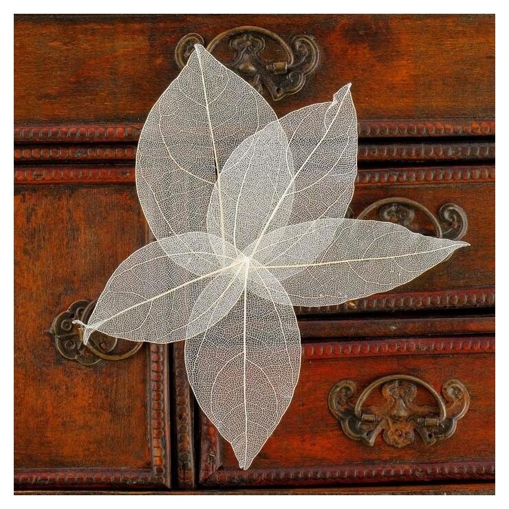 Сухие листья, (Набор 5 шт), размер 1 шт:: 8×5 см, цвет белый Школа талантов