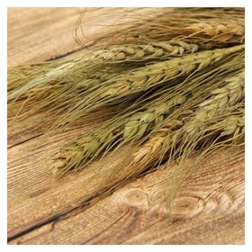 Сухой колос пшеницы, (Набор 20 шт) 