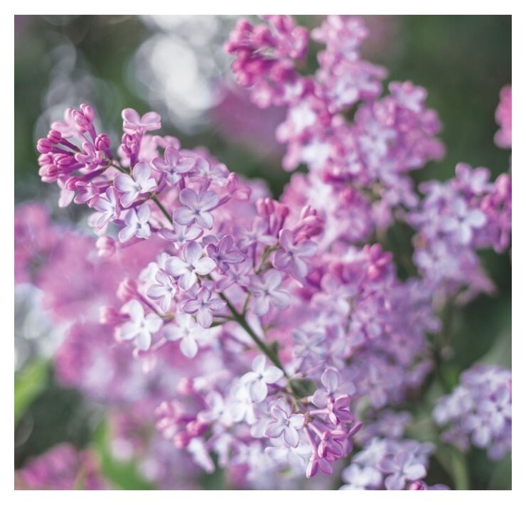 Фотообои "Цветение сирени", 210х200 см, 130 г/м Арт узор