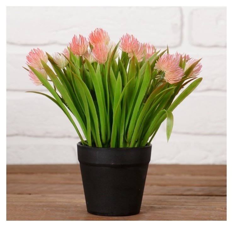 

Бонсай в горшке "Эхмея с травой" 9х19 см