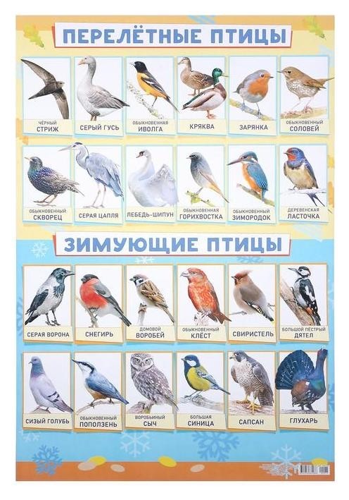 Плакат "Зимующие и перелётные птицы" А2