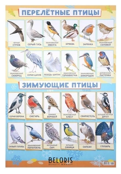 Плакат Зимующие и перелётные птицы А2 ЛиС