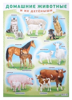 Плакат "Домашние животные и их детёныши" А2 ЛиС