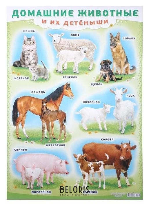 Плакат Домашние животные и их детёныши А2 ЛиС