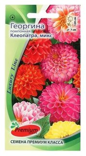 Семена цветов георгина помпонная "Клеопатра", 0,1 г Premium Seeds