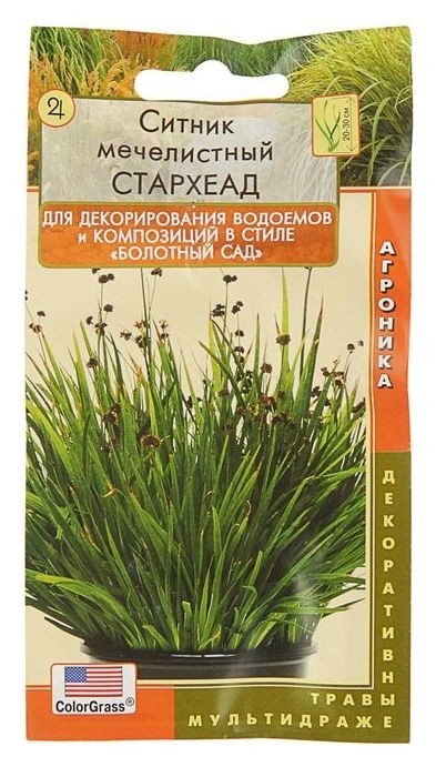 

Семена цветов ситник мечелистный стархеад, Мн, мультидраже 3 шт, Зелёный