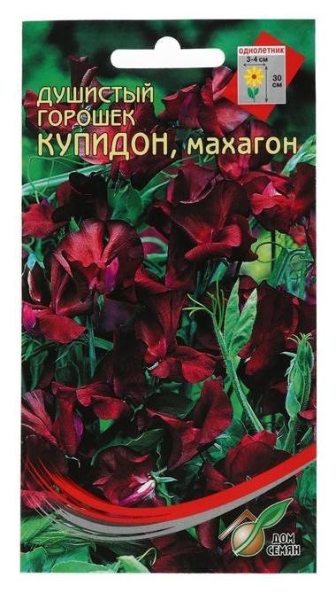 

Семена цветов горошек душистый "Купидон", махагон, 6 шт, Розовый