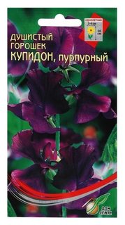 Семена цветов горошек душистый "Купидон", пурпурный, 6 шт Сортсемовощ
