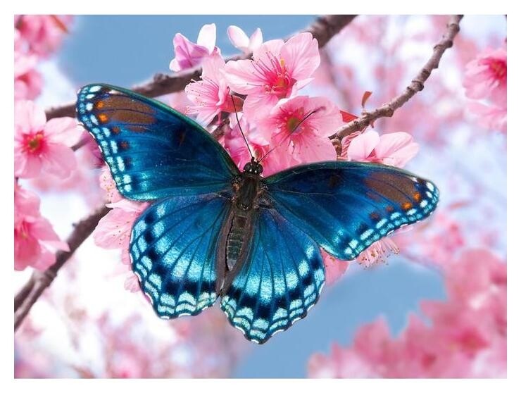 Алмазная вышивка с частичным заполнением "Бабочка" 15*21 см, холст  Школа талантов