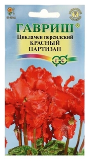 Семена цветов цикламен "Красный партизан", персидский, 3 шт Гавриш