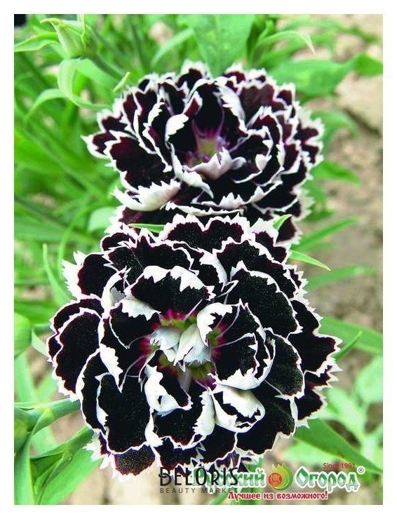 Семена. цветы. гвоздика гибридная Черное и белое (50 штук) Русский огород