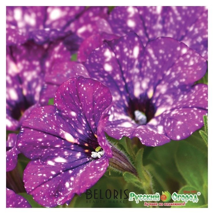 Семена. цветы. петуния F1 Фиолетовый леопард (5 штук) Русский огород