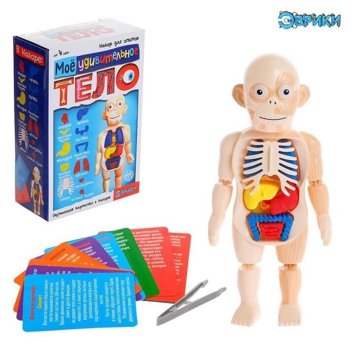 Набор для опытов «Мое удивительное тело»  Эврики