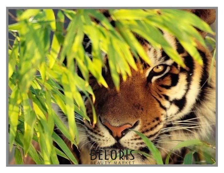 Алмазная мозаика «Тигр в засаде» 28×20см, 18 цветов Milato