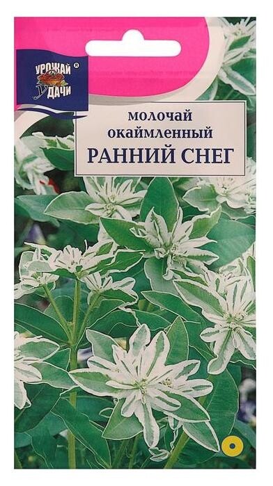 Семена цветов Цв молочай окаймленный Ранний снег,0,2 гр Урожай уДачи