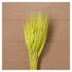 Сухой колос пшеницы, набор 50 шт., цвет зелёный 