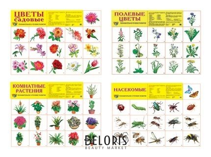 Комплект демонстрационных плакатов А2 Мир цветов и насекомых : 4 плаката 2, 80 картинок Издательство сфера