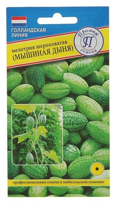 Семена цветов мелотрия шероховатая “мышиная дыня“, О, 10 шт  Престиж семена
