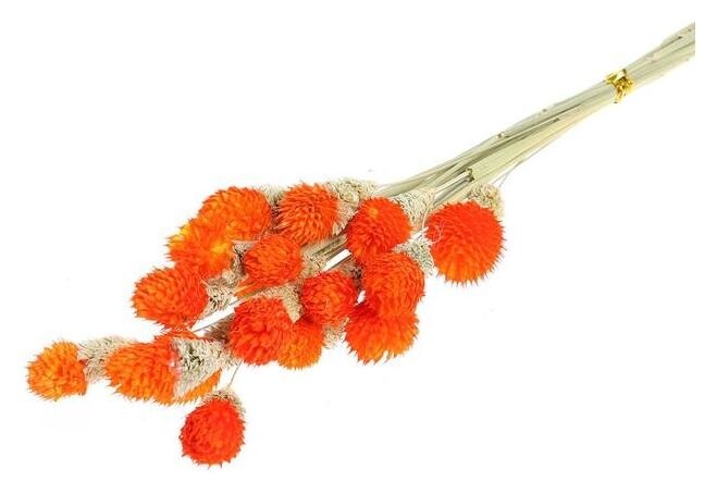 Сухоцвет «Гомфрена шаровидная» набор 20 шт., цвет оранжевый  