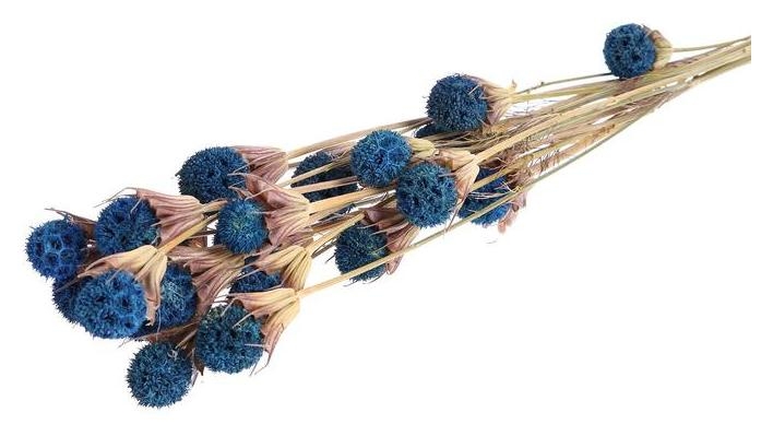 Сухоцвет «Ликвидамбара» 35 г, цвет голубой