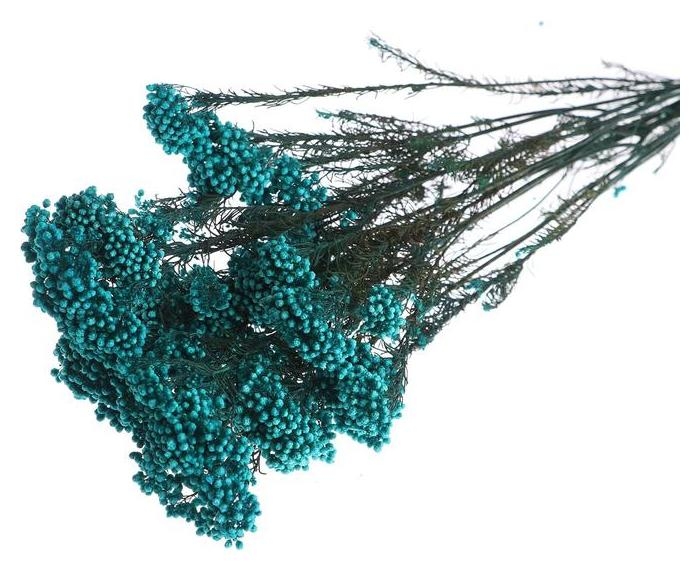 Сухоцвет «Озотамнус» 60 г, цвет бирюзовый