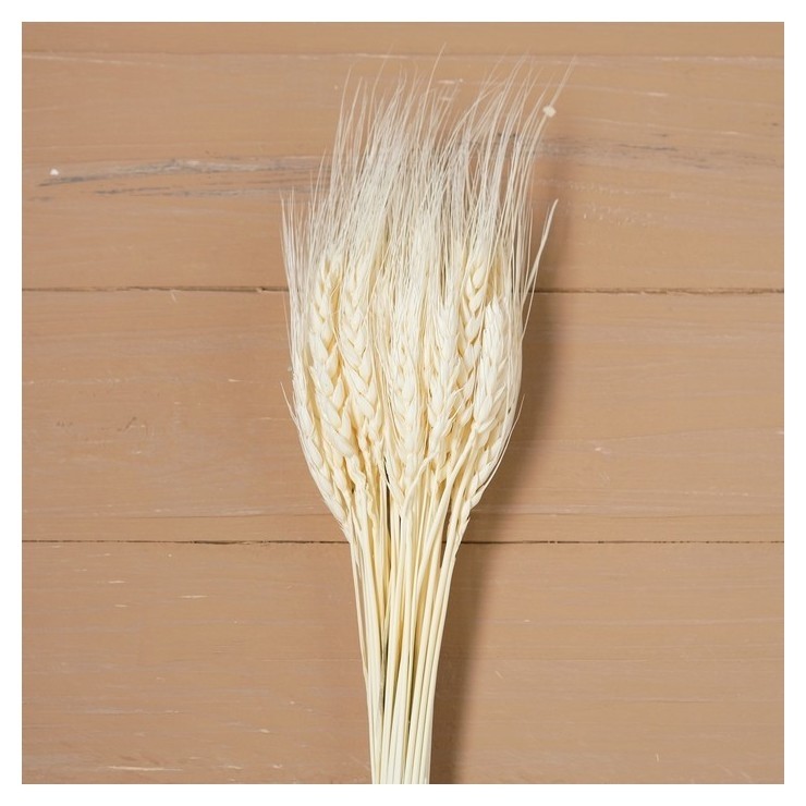 

Сухой колос пшеницы, набор 50 шт., цвет белый