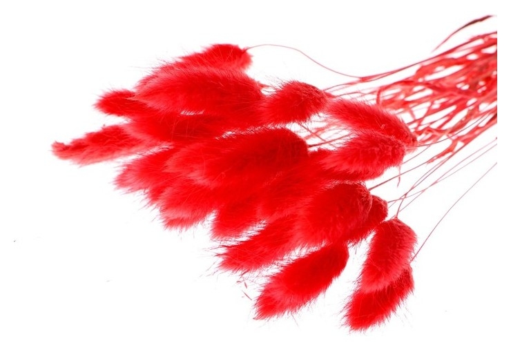 Сухие цветы лагуруса, набор 30 шт., цвет красный