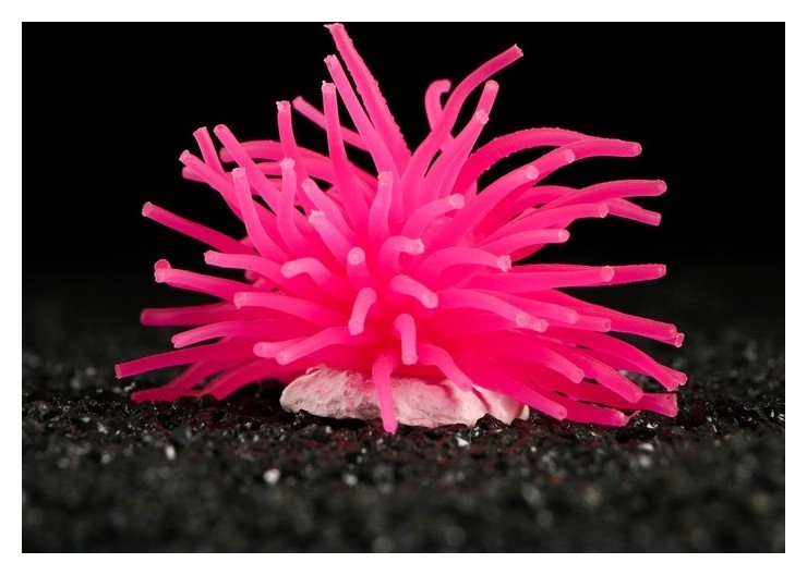 Декоративный анемон для аквариума пижон аква, розовый, 8 х 5 см
