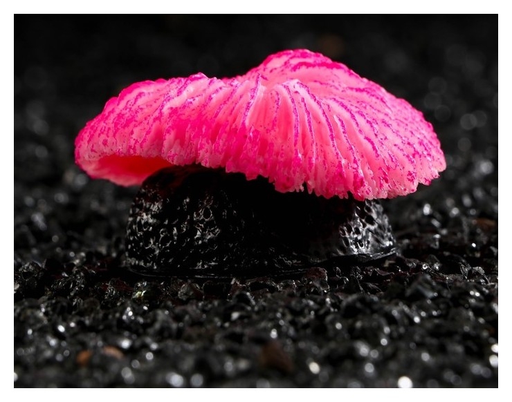 Декор для аквариума коралл пильчатый гриб, силиконовый, 5 х 2,5 см, розовый