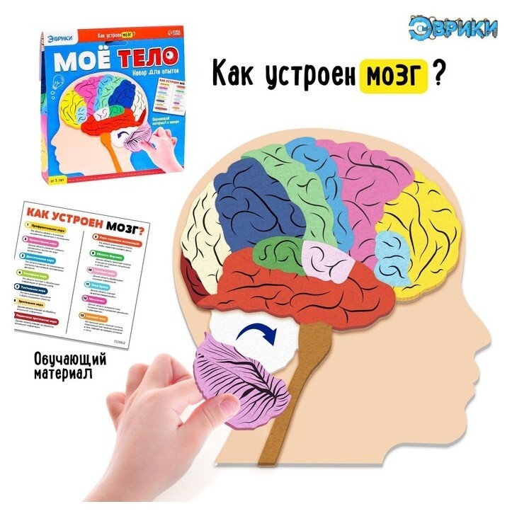 Набор для опытов «Моё тело», мозг  Эврики