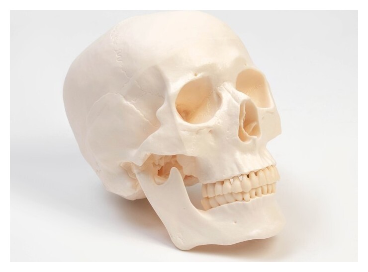 Макет "Череп человека" 20*15*18см 