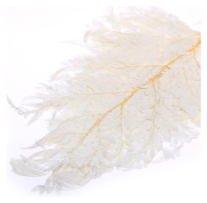 Сухоцвет «Папоротник», белый, 10 шт. в упаковке  Школа талантов