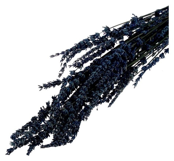 Сухоцвет «Лаванда узколистная», голубой, 50 - 100 г в упаковке  Школа талантов