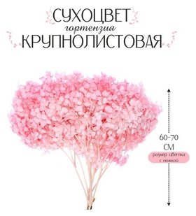 Сухоцвет «Гортензия крупнолистовая», тёмно розовый, 1 веточка 50 - 70 см в упаковке Школа талантов