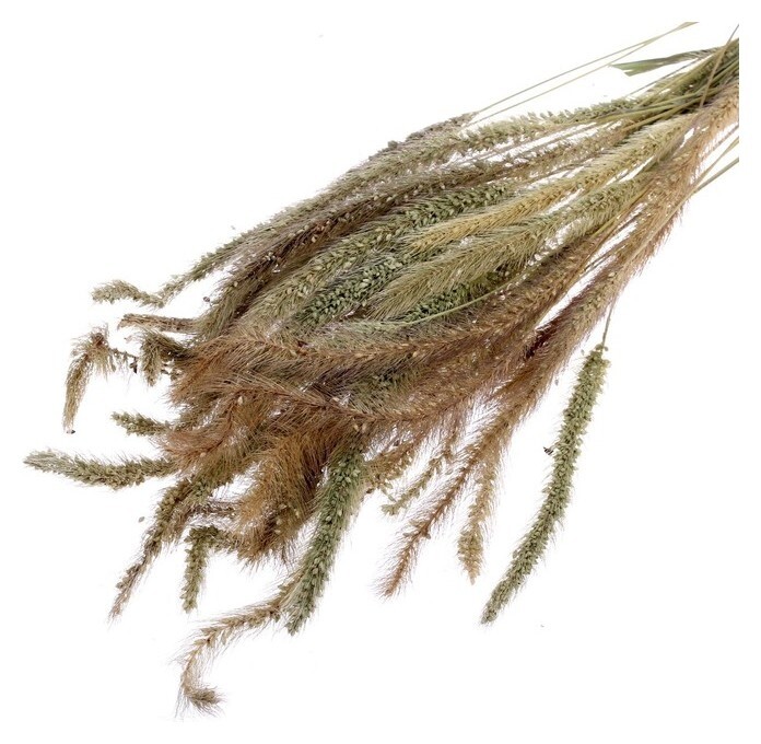 Сухоцвет «Щетинник», натуральный, 30 - 50 г в упаковке  Школа талантов