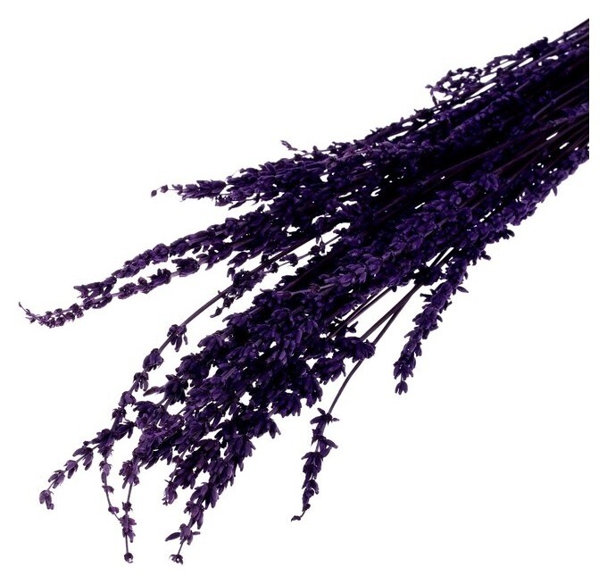 Сухоцвет «Лаванда узколистная», фиолетовый, 50 - 100 г в упаковке  Школа талантов