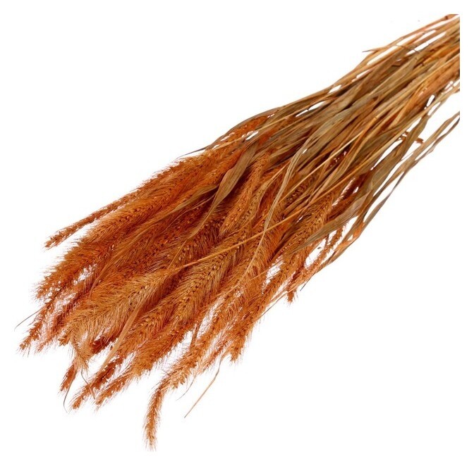 Сухоцвет «Щетинник», коричневый, 30 - 50 г в упаковке Школа талантов