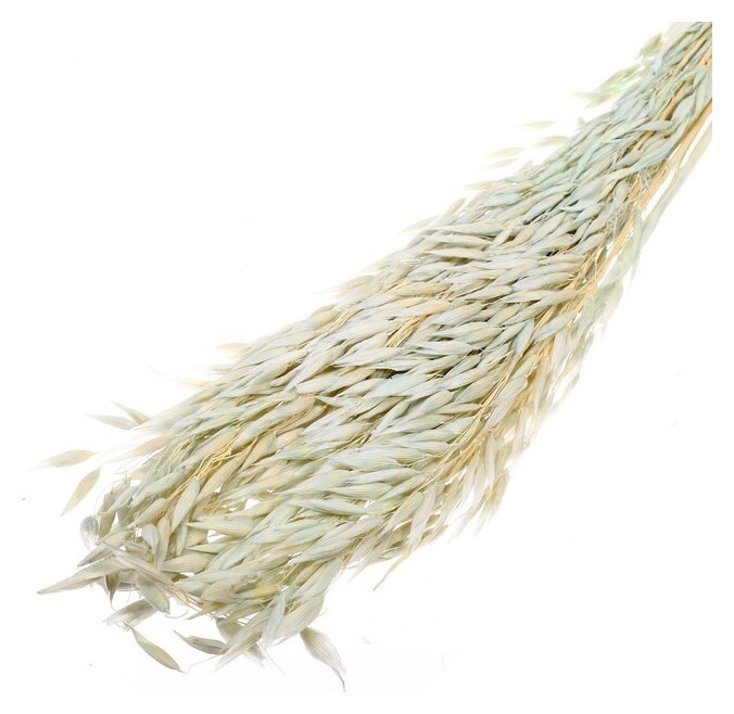 Сухоцвет «Овёс посевной», голубой, 50 г в упаковке  Школа талантов