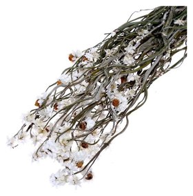 Сухоцвет «Хризантема», 60 г в упаковке Школа талантов