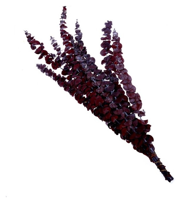 Сухоцвет Эвкалиптовое дерево, красный, 10 шт. в упаковке